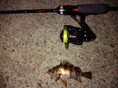 新タックルの鱗付け